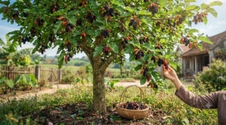 3 loại cây 'đại kỵ' không nên trồng quanh nhà: 'Hút cạn' sinh khí, chặn đứng tài lộc gia chủ!