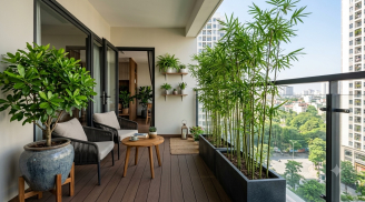 5 loại cây nên đặt ở ban công hướng Tây để vừa mát nhà vừa hợp phong thủy