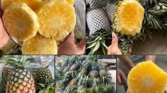 Chọn dứa nhắm trúng điểm này: Mật nhiều, mọng nước