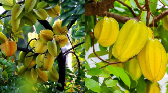 Người mệnh nào nên trồng cây khế để hút lộc vào nhà?