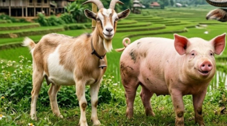 3 con giáp không hợp với lối sống xa hoa: Càng có tiền càng sống giản dị, tích lũy mới là ưu tiên
