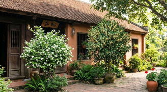 3 loại cây cảnh cho hoa thơm người xưa thích trồng trước nhà: Vừa mang may mắn vừa có giá trị kinh tế