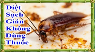 Cách đuổi gián không cần dùng hóa chất