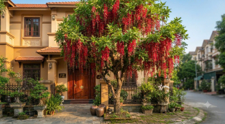 4 loại cây trồng trước nhà cực kỳ may mắn