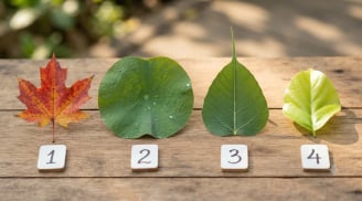 Trắc nghiệm: Chọn 1 chiếc lá bạn thích nhất