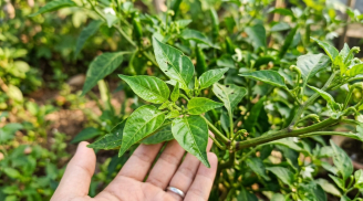 Đừng chỉ dùng quả ớt: Phần lá cũng là 'kho dinh dưỡng' mà nhiều người bỏ qua