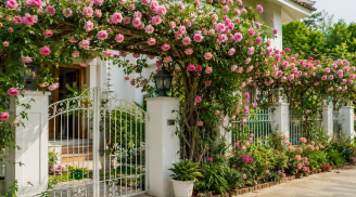 Trồng giàn hoa hồng trước nhà nên cân nhắc: Đẹp đến mấy cũng đừng bỏ qua 5 điều này