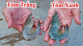 Chọn tôm nên mua tôm trắng hay tôm xanh?