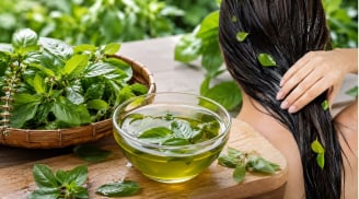 Gội đầu bằng nước lá húng quế: 3 công dụng bất ngờ cho mái tóc, nhiều người biết quá muộn