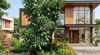 Vì sao nhiều người thích trồng cây bơ trước nhà?