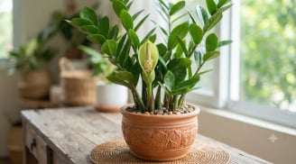 3 loai cây nở hơa điềm báo phát tài giàu có: Nhà nào có thật đáng chúc mừng