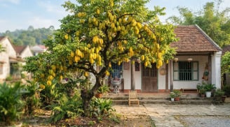 3 vị trí trồng khế hút tài lộc vào nhà