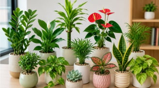 Gợi ý cây cảnh trên bàn làm việc giúp 12 con giáp hút tài lộc, tăng cảm hứng và làm việc hiệu quả