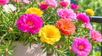 Hoa mười giờ có thật chỉ nở đúng 10 giờ? Sự thật khiến nhiều người bất ngờ