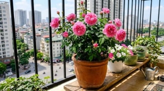 Mẹo trồng hoa hồng trên ban công, hoa đua nhau nở, quanh năm rực rỡ