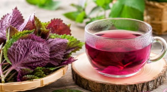 Những người không nên uống nước lá tía tô: Càng uống càng hại
