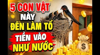 5 con vật vào nhà Thần Tài Mang Lộc Tới: Đừng dại đuổi đi kẻo mất lộc