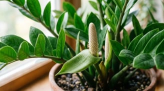 Cách trồng để cây kim tiền ra hoa