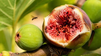 Côn trùng trong quả sung sinh ra từ đâu? Sự thật khiến nhiều người bất ngờ, chúng có gây độc không?