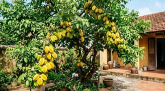 Tại sao nên trồng cây khế trong sân nhà? Có 4 lý do đặc biệt