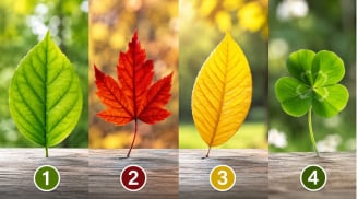 Trắc nghiệm: Chọn 1 chiếc lá bạn thích nhất