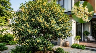 Tại sao nên trồng cây mộc hương (quế hoa) trong sân nhà? Có 4 lý do đặc biệt