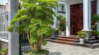 3 vị trí tốt nhất để trồng cây đinh lăng