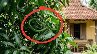 4 cách ngăn rắn bò vào nhà