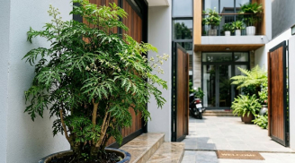 Tại sao nên trồng cây đinh lăng ở cổng nhà? Có 4 lý do đặc biệt