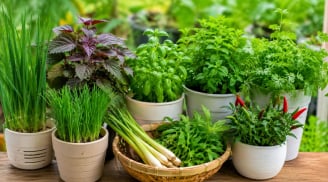 7 loại gia vị dễ trồng quanh nhà, vừa thơm bếp vừa tiết kiệm tiền chợ