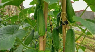 Ai không nên ăn dưa chuột?
