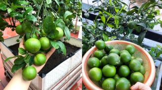 Bí quyết trồng chanh trong chậu quả sai trĩu cành, ăn quanh năm không hết
