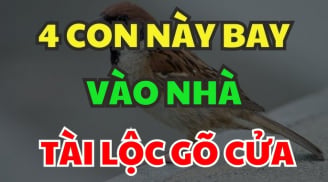 4 con vật tượng trưng cho Thần Tài chúng vào nhà bạn mang nhiều may mắn