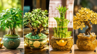 Chọn 1 cây tài lộc, xem vận may tài chính từ nay tới cuối năm