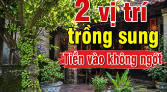 Cửa nhà nên trồng 1 hay 2 cây sung là tốt nhất?