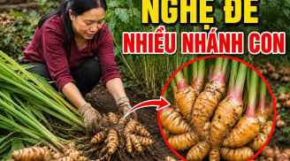 Mẹo trồng nghệ đẻ nhiều nhánh con, củ nào cũng mập mạp