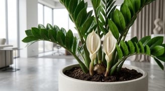 3 dấu hiệu cho thấy cây kim tiền đang hút tài lộc vào nhà