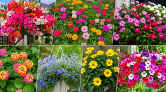 7 loại hoa nở quanh năm, dễ chăm, trồng một lần ngắm sắc màu suốt bốn mùa