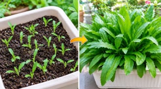 Cách trồng rau mùi tàu trong chậu nhanh được ăn, quanh năm xanh tốt, không phải gieo mới