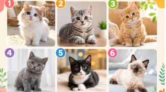Chọn 1 chú mèo bạn thích nhất để xem người khác ấn tượng gì về bạn