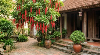 Tháng 8: 4 loại cây đặt trước cửa hút tài lộc, gia đình làm ăn thuận buồm xuôi gió