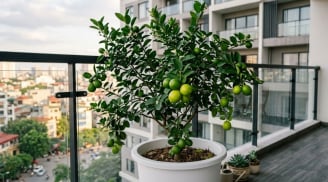 5 lợi ích của việc trồng cây chanh trong nhà
