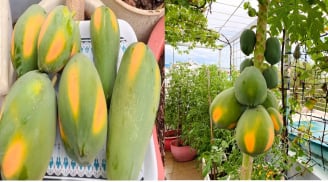 Cách trồng đu đủ trong chậu cho quả sai trĩu trịt