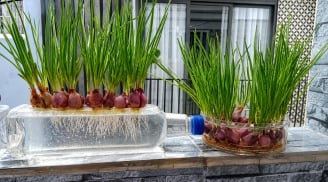 Cách trồng hành lá thủy sinh mầm lên tua tủa