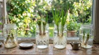 Chỉ cần cắm vào cốc nước, hành lá vẫn xanh tốt: Mẹo đơn giản giúp gia đình có rau gia vị tươi quanh năm