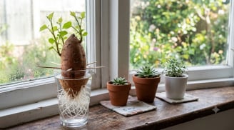 Chỉ cần đặt một củ khoai lang vào cốc nước, sau 10 ngày dây leo xanh mướt phủ kín ban công