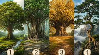 Chọn 1 cây cổ thụ để biết điều gì bạn cần bám chắc lúc này