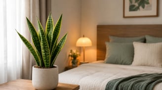 Có nên đặt chậu cây lưỡi hổ trong phòng ngủ? Chuyên gia chỉ ra 5 điều cần biết trước khi quyết định