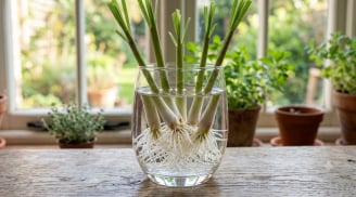 Đừng vứt gốc sả sau khi nấu ăn: Ngâm nước 1 tuần, rễ trắng mọc kín rồi đem trồng cực dễ