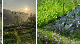 Không gian sống chữa lành: Khu vườn nhỏ giúp tìm lại sự bình yên